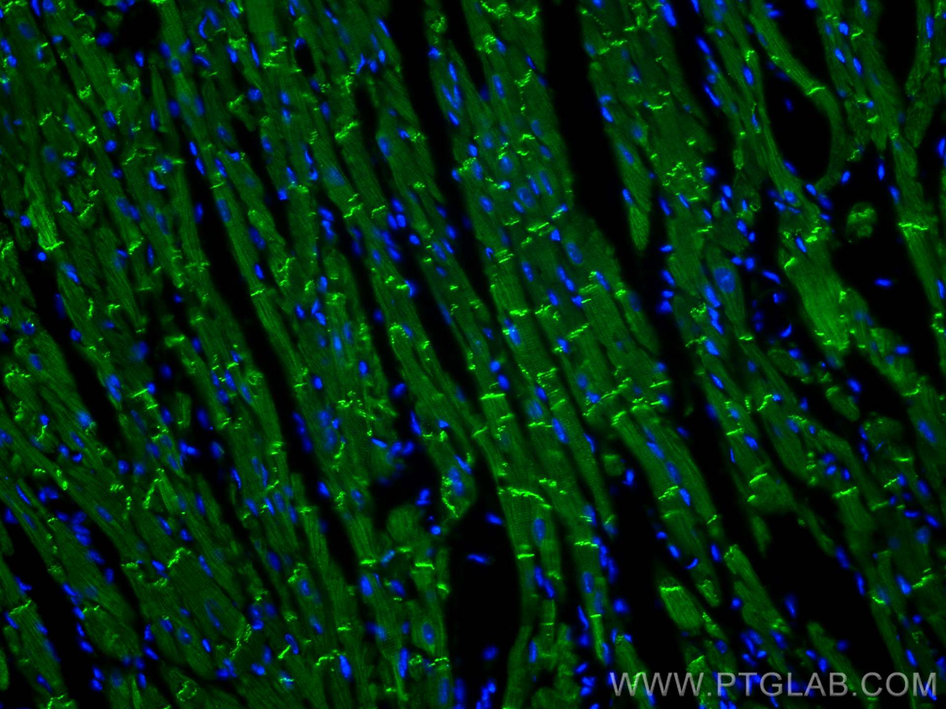 Immunofluorescence (IF) / fluorescent staining of mouse heart tissue using N-cadherin Polyclonal antibody (22018-1-AP)