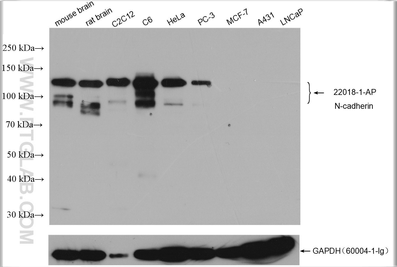 Western Blot (WB) analysis of various lysates using N-cadherin Polyclonal antibody (22018-1-AP)