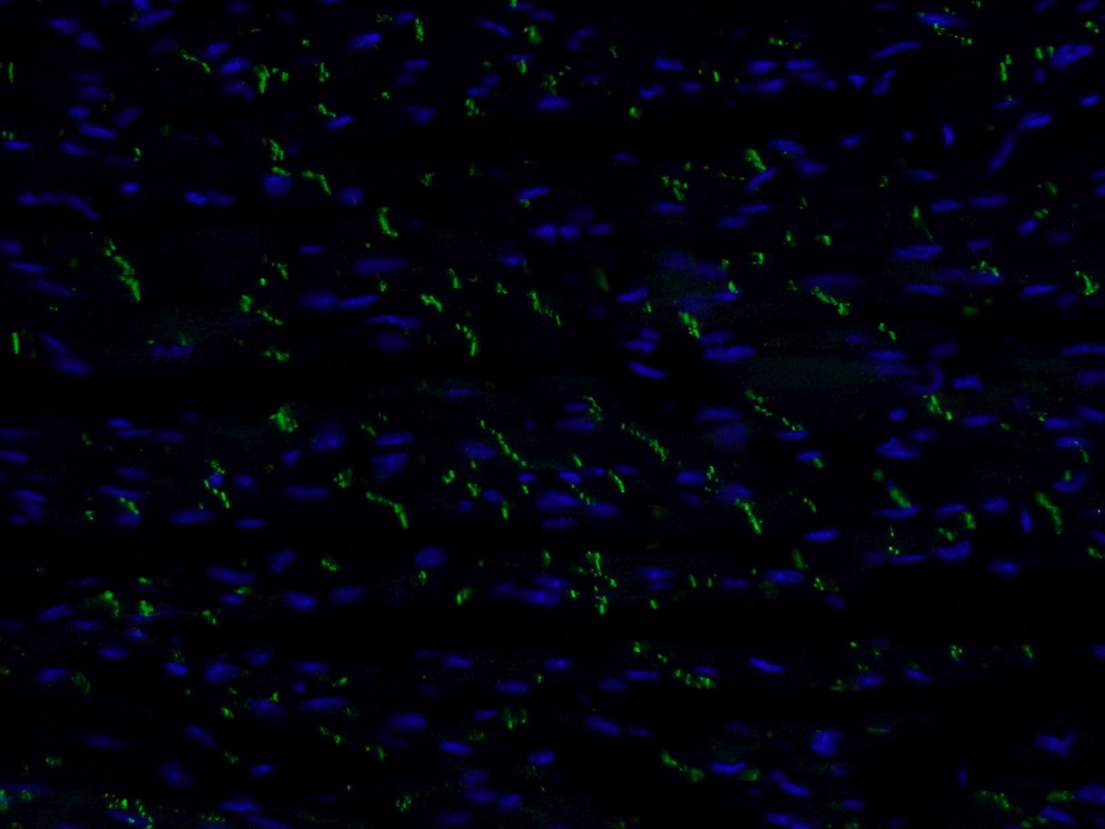 Immunofluorescence (IF) / fluorescent staining of mouse heart tissue using N-cadherin Monoclonal antibody (66219-1-Ig)