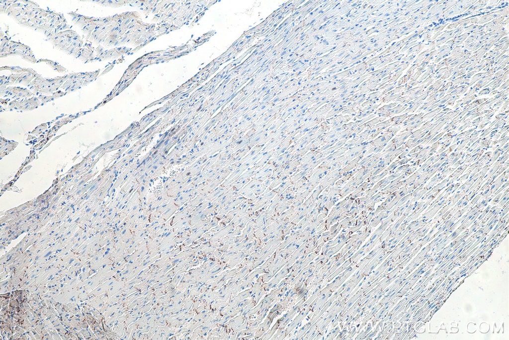 IHC staining of rat heart using 66219-1-Ig