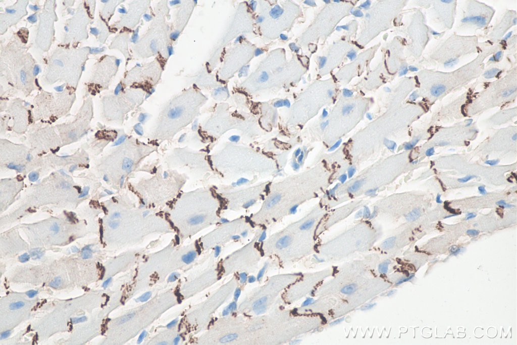 IHC staining of mouse heart using 66219-1-Ig Immunohistochemistry (IHC) staining of mouse heart tissue using N-cadherin Monoclonal antibody (66219-1-Ig)