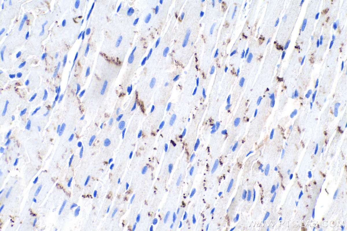 IHC staining of rat heart using 66219-1-Ig Immunohistochemistry (IHC) staining of rat heart tissue using N-cadherin Monoclonal antibody (66219-1-Ig)