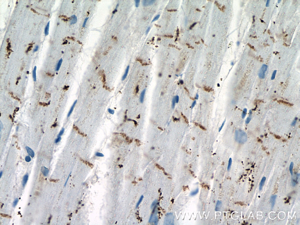 N-cadherin Monoclonal antibody