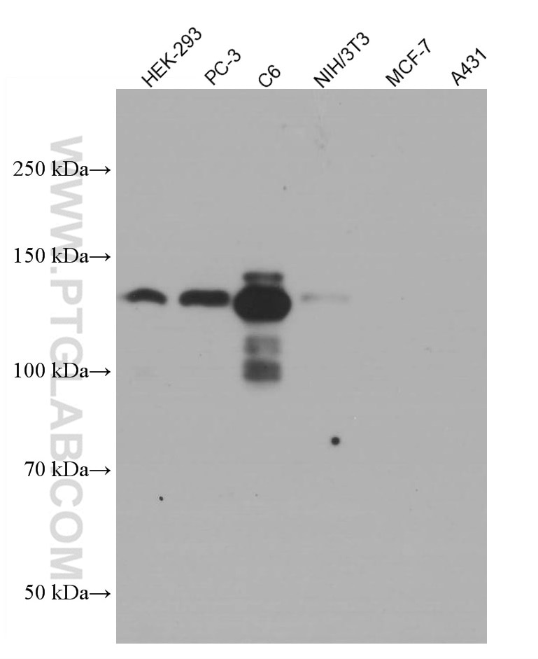 Western Blot (WB) analysis of various lysates using N-cadherin Monoclonal antibody (66219-1-Ig)