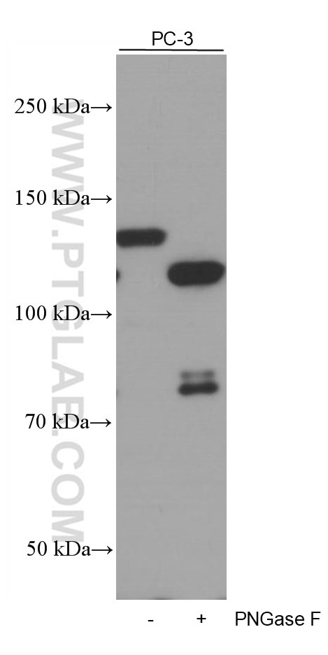 Western Blot (WB) analysis of PC-3 cells using N-cadherin Monoclonal antibody (66219-1-Ig)