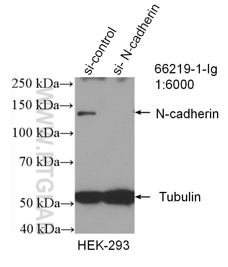 Western Blot (WB) analysis of HEK-293 cells using N-cadherin Monoclonal antibody (66219-1-Ig)