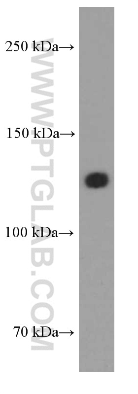 Western Blot (WB) analysis of human heart tissue using N-cadherin Monoclonal antibody (66219-1-Ig)