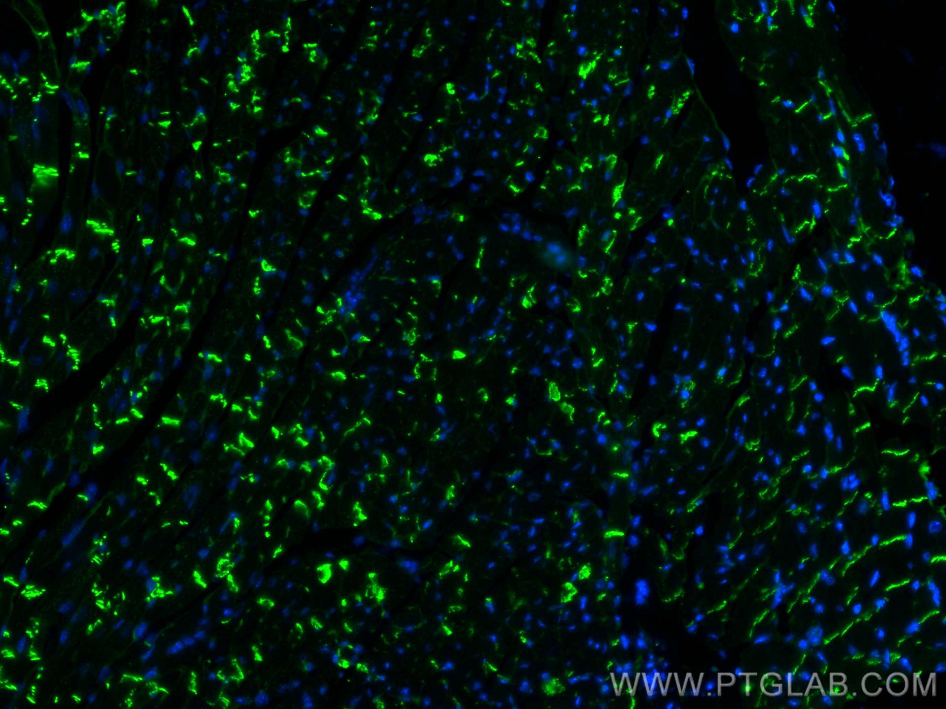 Immunofluorescence (IF) / fluorescent staining of mouse heart tissue using N-cadherin Monoclonal antibody (68532-1-Ig)