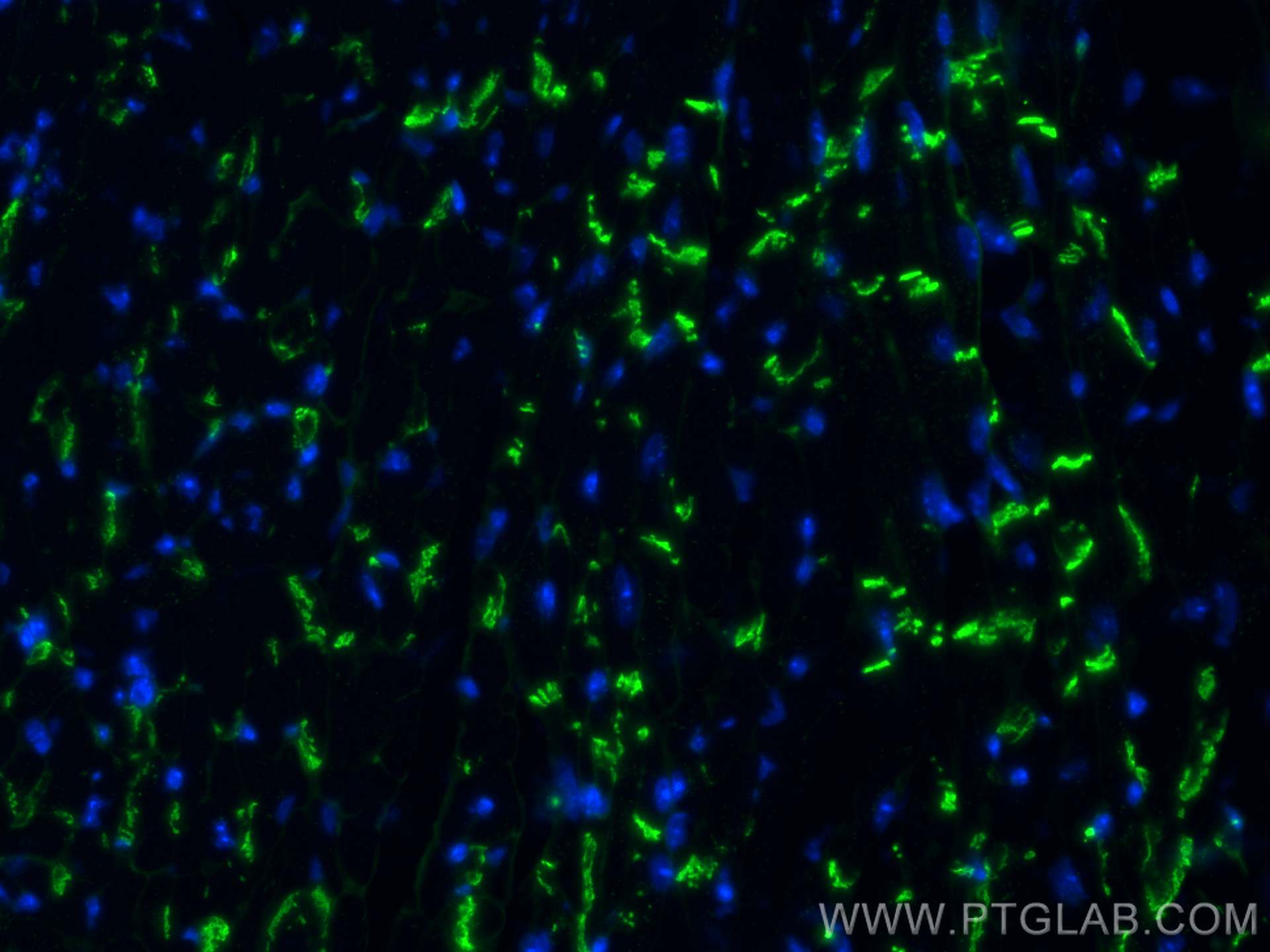 Immunofluorescence (IF) / fluorescent staining of mouse heart tissue using N-cadherin Monoclonal antibody (68532-1-Ig)