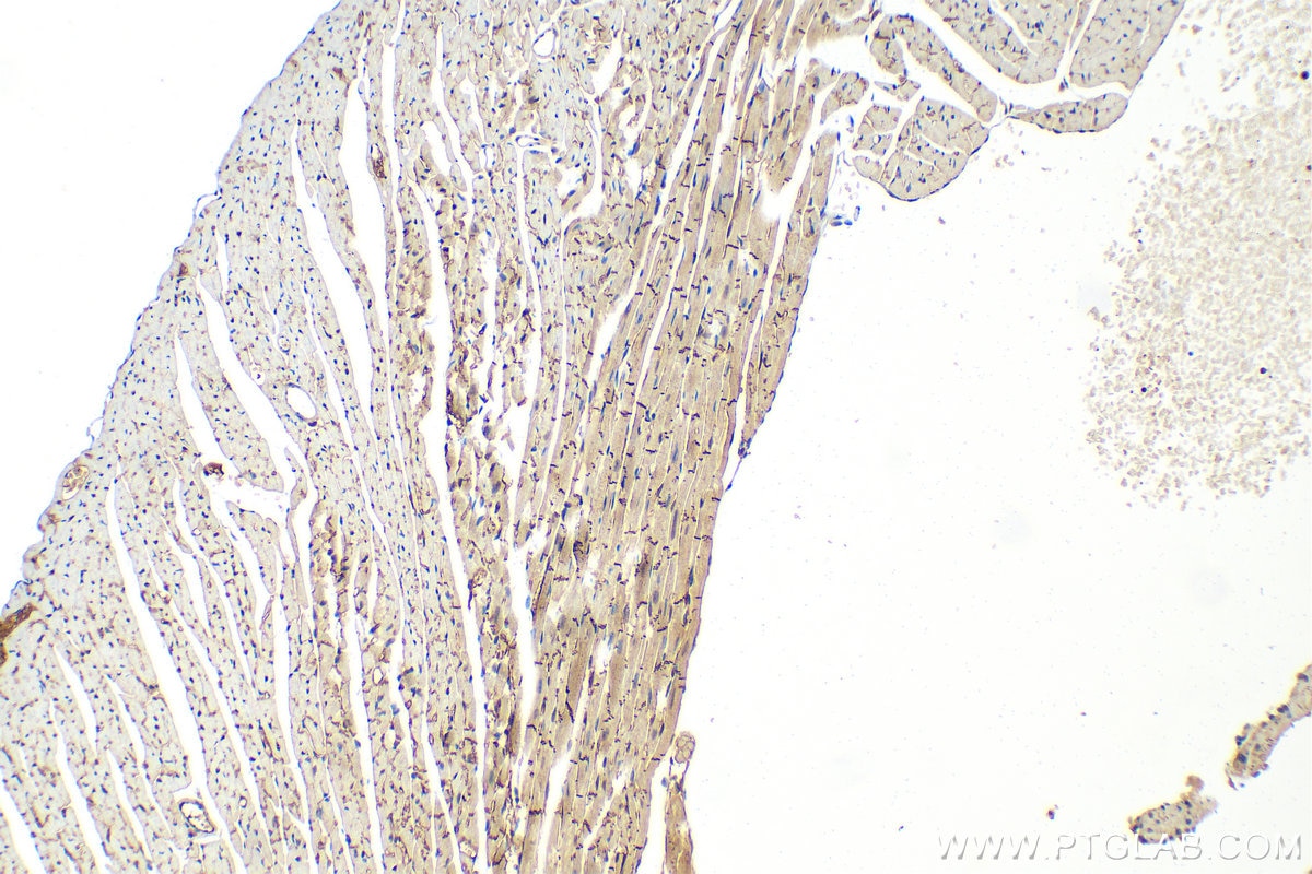 Immunohistochemistry (IHC) staining of mouse heart tissue using N-cadherin Monoclonal antibody (68532-1-Ig)