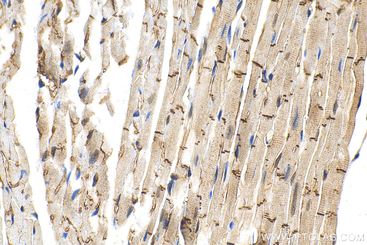 Immunohistochemistry (IHC) staining of mouse heart tissue using N-cadherin Monoclonal antibody (68532-1-Ig)