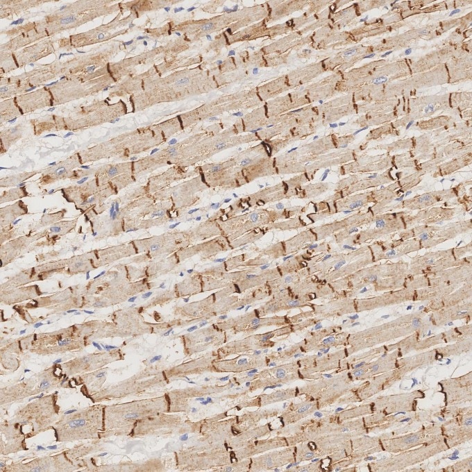 Immunohistochemistry (IHC) staining of human heart tissue using N-cadherin Recombinant monoclonal antibody (82968-1-RR)