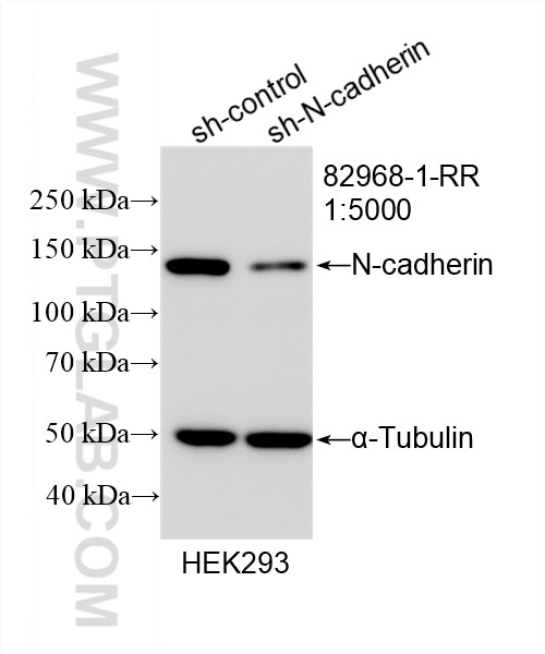 Western Blot (WB) analysis of HEK-293 cells using N-cadherin Recombinant antibody (82968-1-RR)