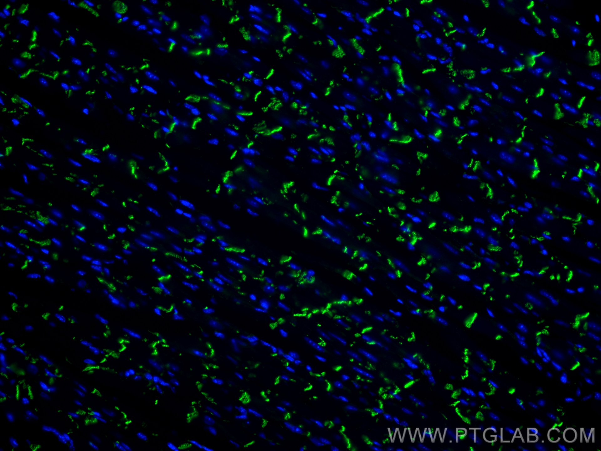 Immunofluorescence (IF) / fluorescent staining of mouse heart tissue using CoraLite® Plus 488-conjugated N-cadherin Monoclona (CL488-66219)