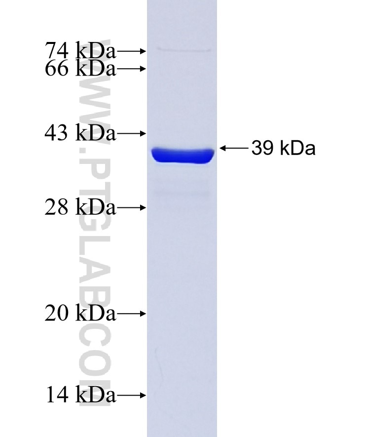 N-cadherin fusion protein Ag16792 SDS-PAGE