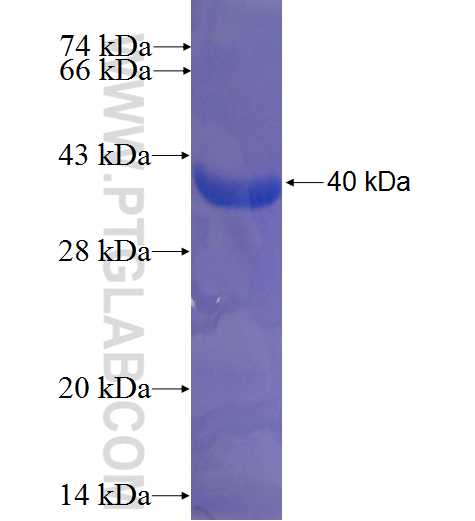N-cadherin fusion protein Ag4996 SDS-PAGE