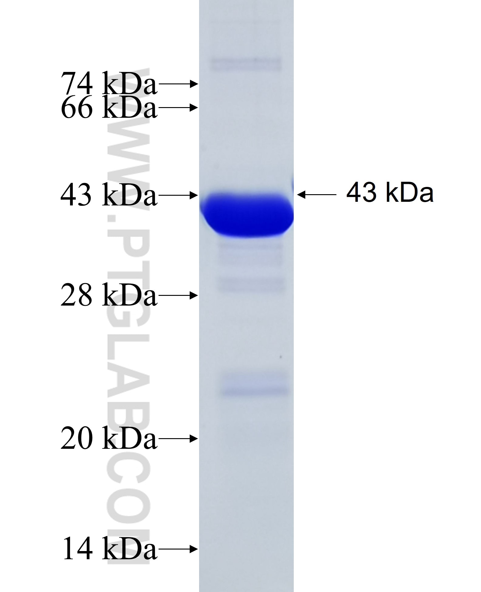 N-cadherin fusion protein Ag4996 SDS-PAGE