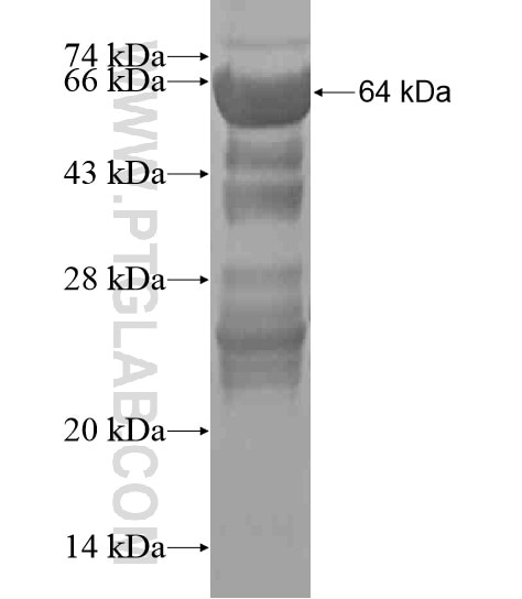 N4BP2 fusion protein Ag20943 SDS-PAGE
