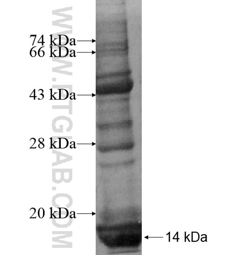 N4BP2L1 fusion protein Ag10742 SDS-PAGE