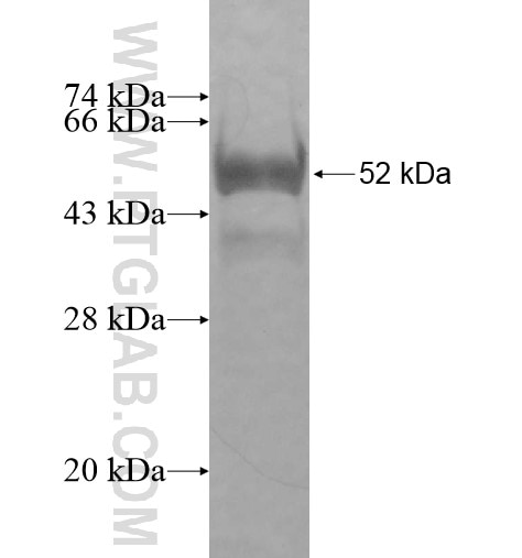 N4BP2L2 fusion protein Ag10448 SDS-PAGE