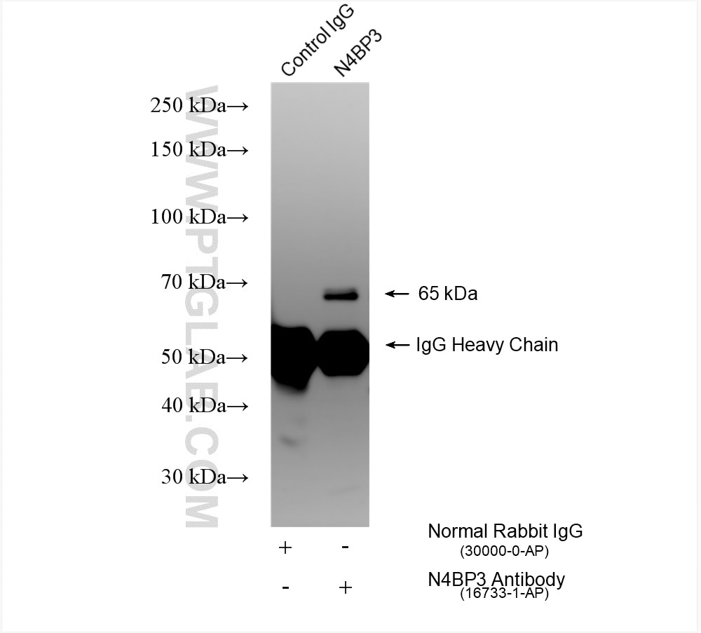 Immunoprecipitation (IP) experiment of mouse brain tissue using N4BP3 Polyclonal antibody (16733-1-AP)