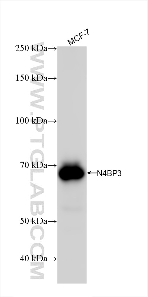 N4BP3