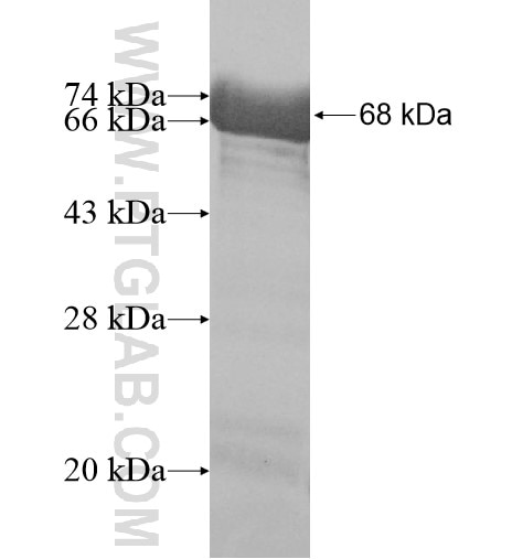 N4BP3 fusion protein Ag10194 SDS-PAGE