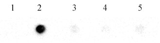 N6-Methyladenosine (m6A) antibody (pAb) tested by RNA dot blot analysis. 3.3ng of a 22 nt RNA containing four repeats of the GAC consensus for N6-methyladenosine within its sequence was spotted onto a membrane and probed with N6-Methyladenosine antibody (1 ug/ml). The sequence contained various adenosine modifications at all four positions as indicated. Lane 1: Adenosine. Lane 2: N6-methyladenosine. Lane 3: 1-methyladenosine. Lane 4: 2’-O-methyladenosine. Lane 5: inosine