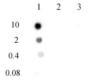 N6-Methyladenosine (m6A) antibody (pAb) tested by DNA dot blot analysis. Single-stranded DNA oligonucleotides (amount of oligo in pmoles listed on the left side of the blot) were spotted on to a positively charged nylon membrane and blotted with N-6-methyladenosine antibody (1 ug/ml dilution). Lane 1: DNA containing a single 6-methyladenosine. Lane 2: DNA containing unmethylated adenosine. Lane 3: DNA containing a single 1-methyladenosine.