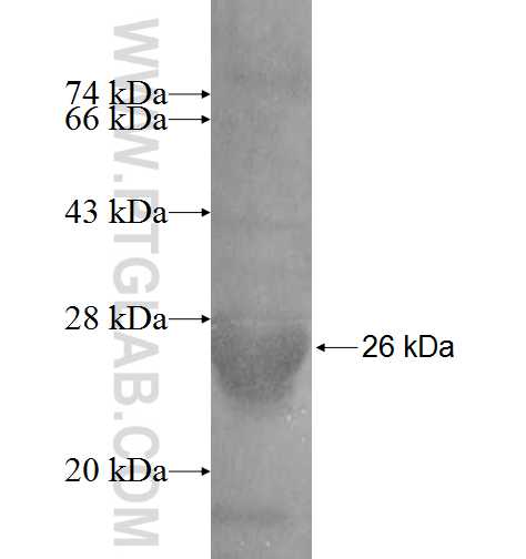 N6AMT1 fusion protein Ag9310 SDS-PAGE