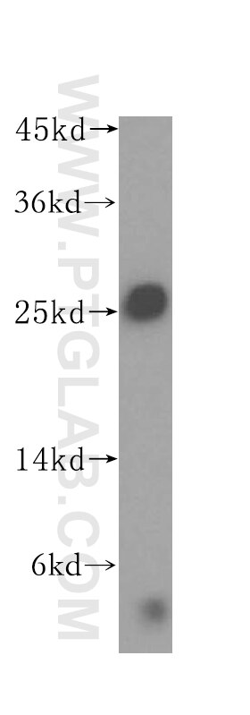Western Blot (WB) analysis of mouse kidney tissue using N6AMT2 Polyclonal antibody (16954-1-AP)