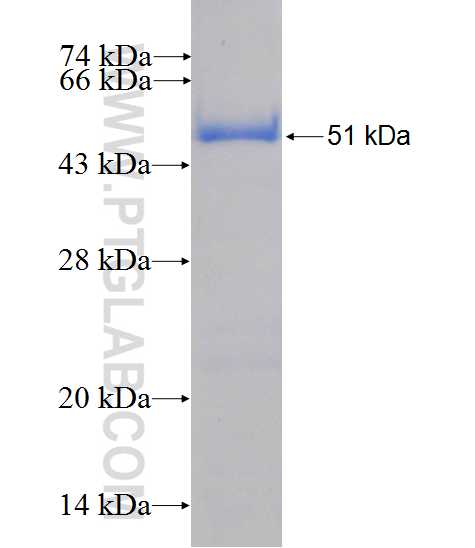 N6AMT2 fusion protein Ag10589 SDS-PAGE