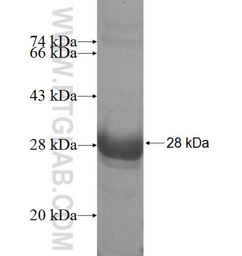NAAA fusion protein Ag9817 SDS-PAGE