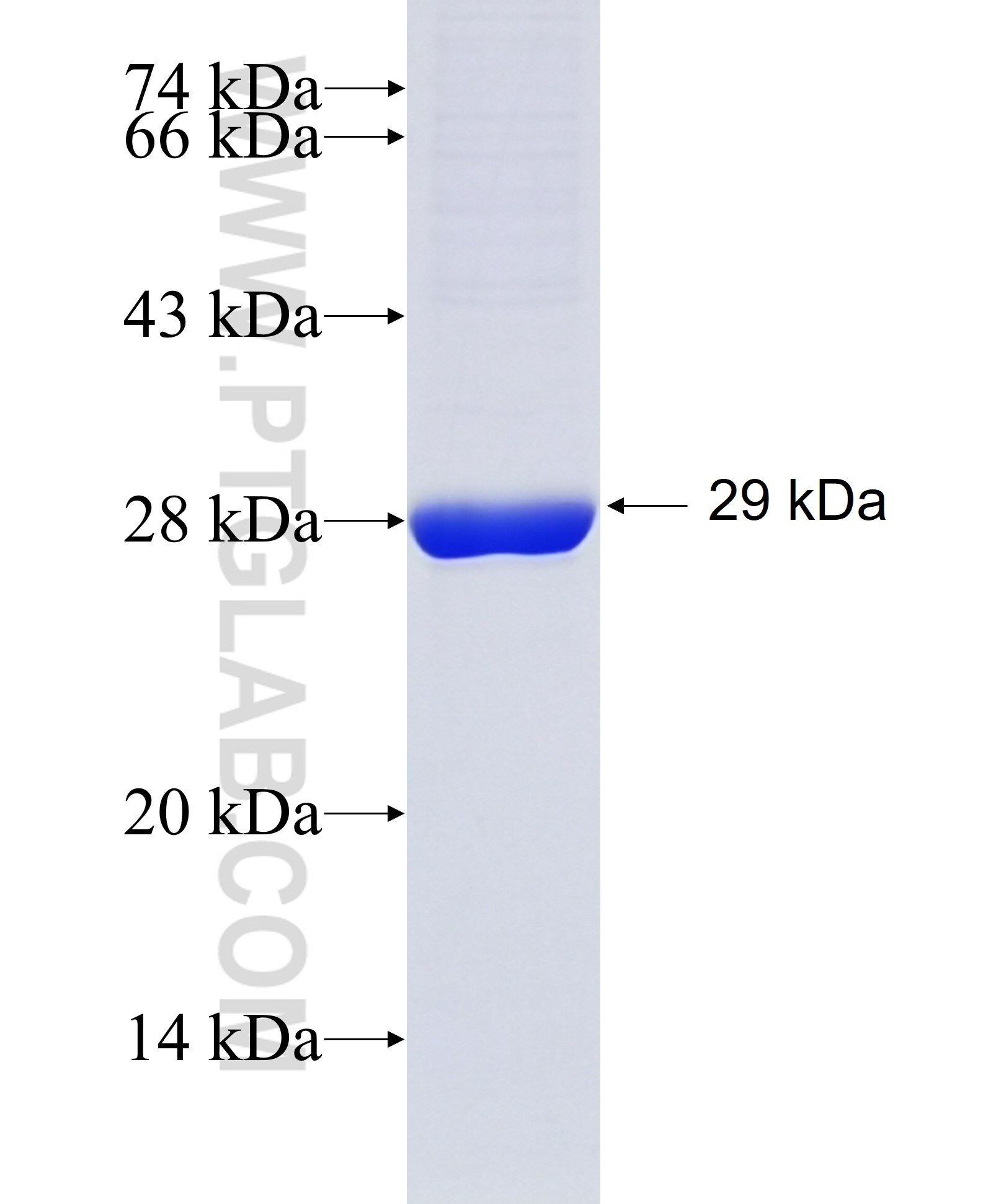 NAAA fusion protein Ag9817 SDS-PAGE