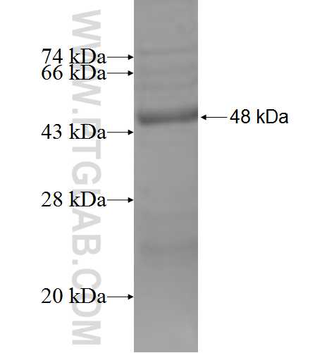 NAAA fusion protein Ag9861 SDS-PAGE