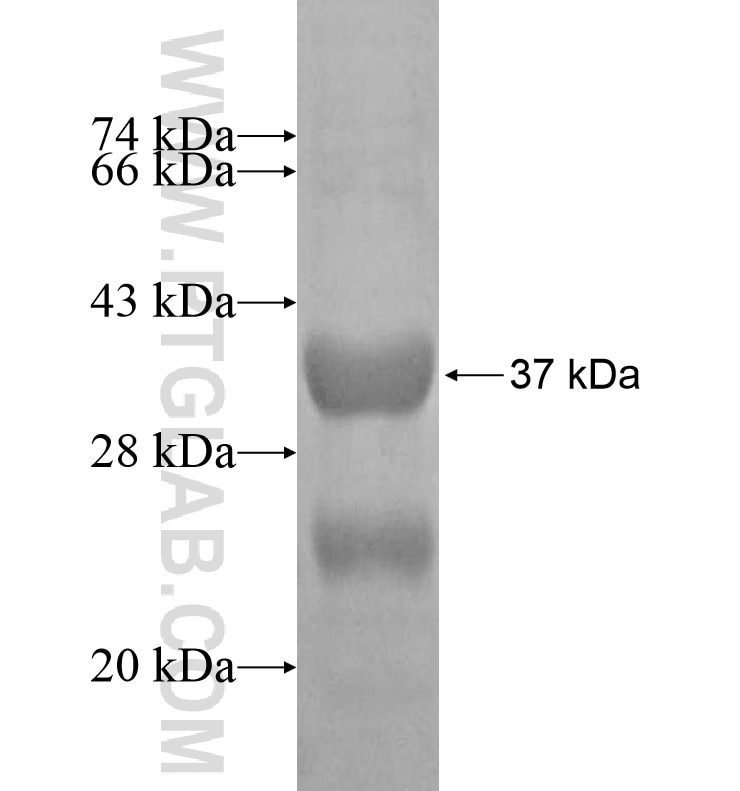 NAALAD2 fusion protein Ag16388 SDS-PAGE