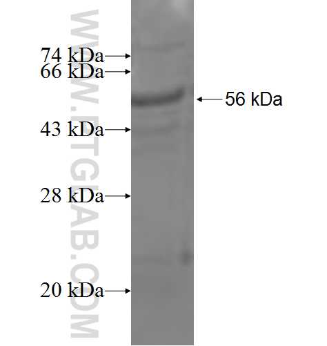 NAALAD2 fusion protein Ag4698 SDS-PAGE