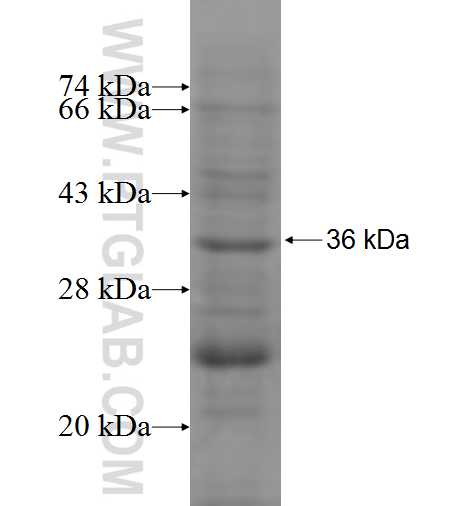 NAALAD2 fusion protein Ag7639 SDS-PAGE