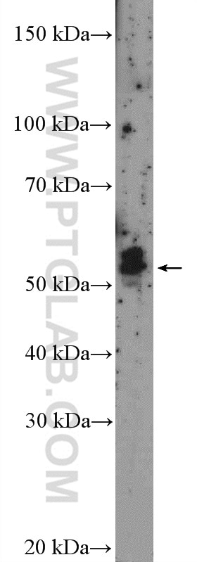 Western Blot (WB) analysis of K-562 cells using NAB1 Polyclonal antibody (18541-1-AP)