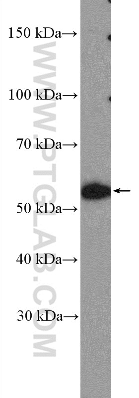 Western Blot (WB) analysis of HepG2 cells using NAB1 Polyclonal antibody (18541-1-AP)