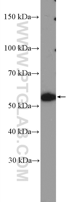 Western Blot (WB) analysis of HepG2 cells using NAB1 Polyclonal antibody (18541-1-AP)