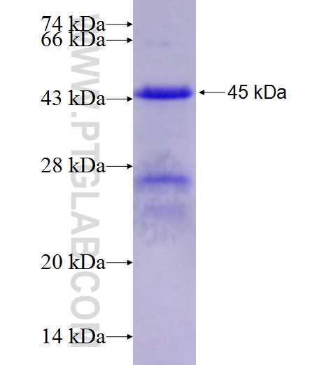 NAB1 fusion protein Ag13254 SDS-PAGE