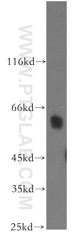 Western Blot (WB) analysis of human heart tissue using NAB2 Polyclonal antibody (19601-1-AP)