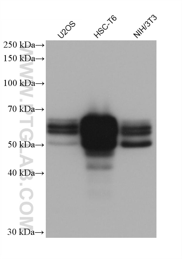 Western Blot (WB) analysis of various lysates using NAB2 Monoclonal antibody (68322-1-Ig)
