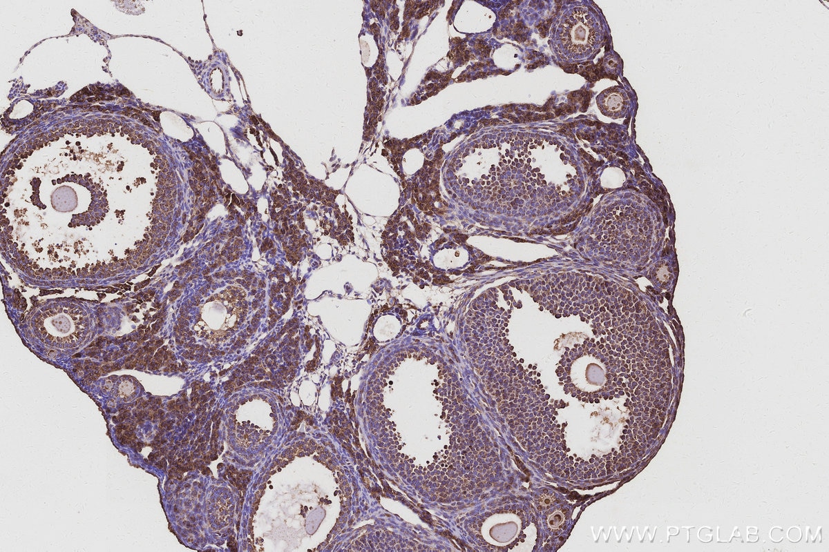 IHC staining of mouse ovary using 32235-1-AP Immunohistochemistry (IHC) staining of mouse ovary tissue using NACA Polyclonal antibody (32235-1-AP)