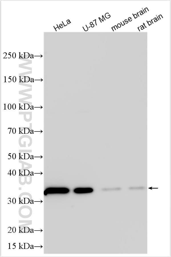 Western Blot (WB) analysis of HeLa cells using NACA Polyclonal antibody (32235-1-AP)