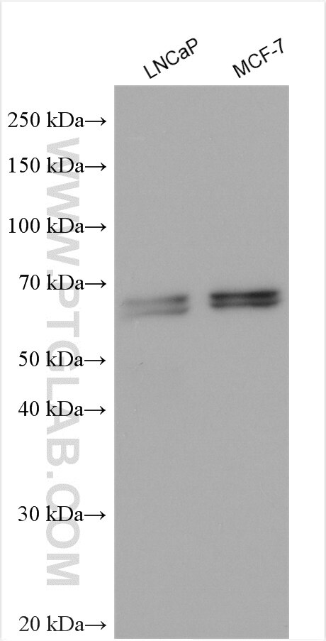 Western Blot (WB) analysis of various lysates using NACC1 Polyclonal antibody (14551-1-AP)