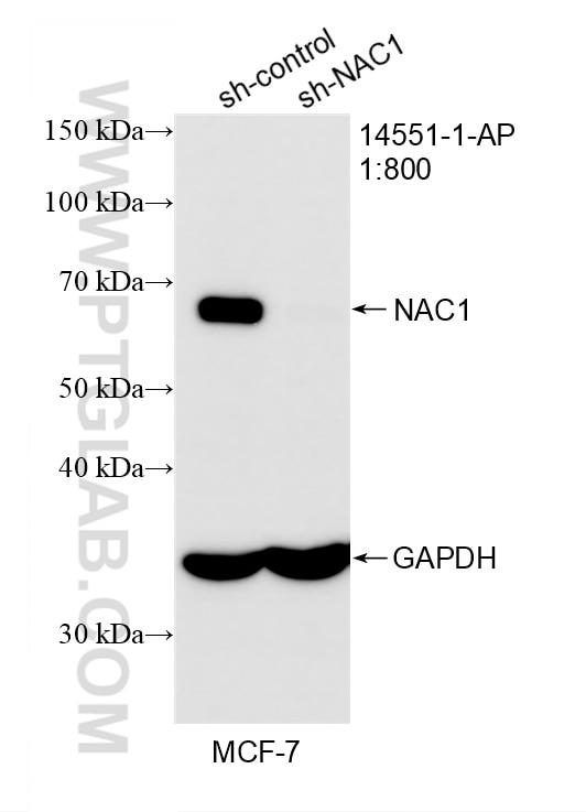 WB analysis of MCF-7 using 14551-1-AP Western Blot (WB) analysis of MCF-7 cells using NAC1 Polyclonal antibody (14551-1-AP)