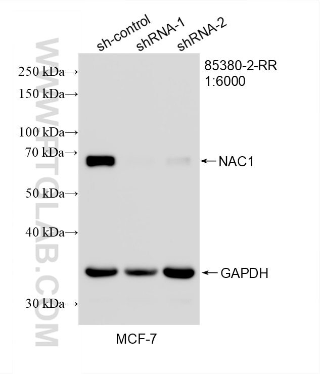 WB analysis of MCF-7 using 85380-2-RR (same clone as 85380-2-PBS) Western Blot (WB) analysis of MCF-7 cells using NAC1 Recombinant monoclonal antibody (85380-2-RR)