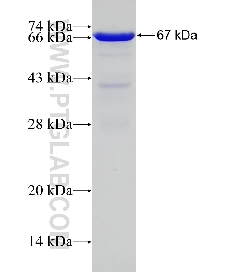 NACC1 fusion protein Ag6096 SDS-PAGE